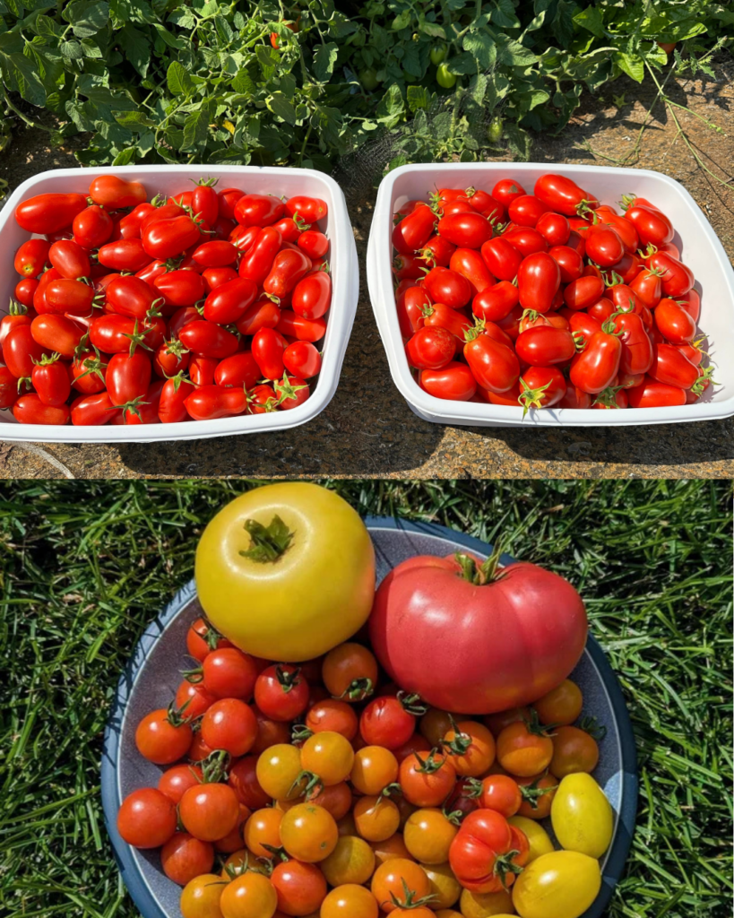 Récolte des tomates 